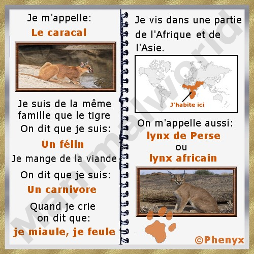 Caracal fiche pour enfants