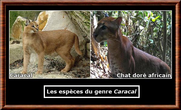 Caracal