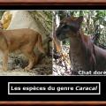 Caracal genre