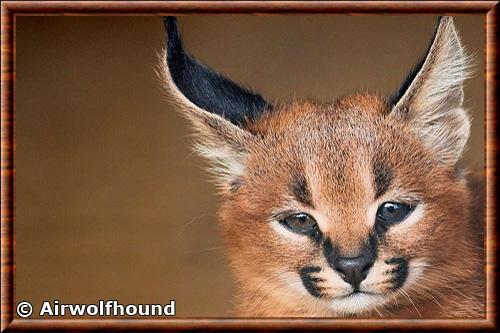 Caracal juvenile zoo de Hamerton