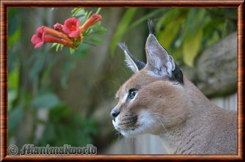 Caracal portrait