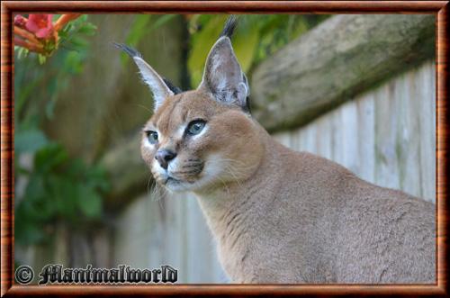 Caracal zoo Amneville