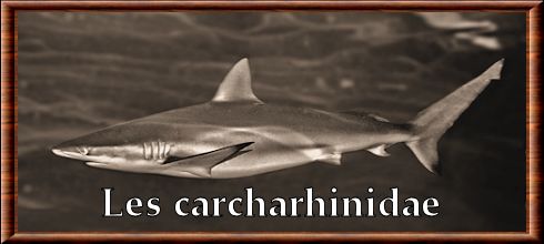Carcharhinidae