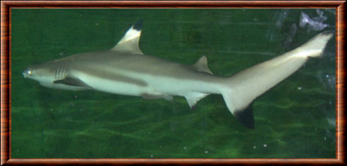 Carcharhinus