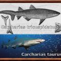 carcharias.jpg