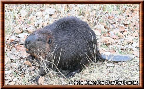 Castor canadensis