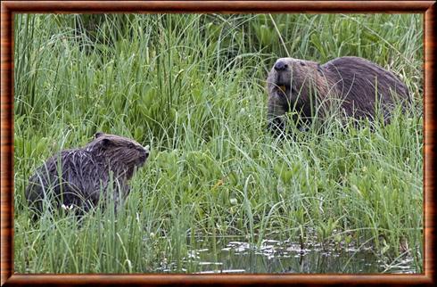 Castor d'Europe femelle et son petit