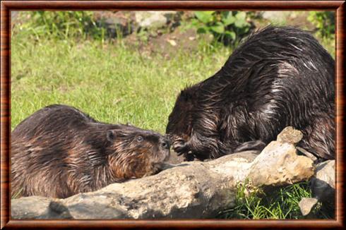 Castor du canada parc animalier Dierenrijk