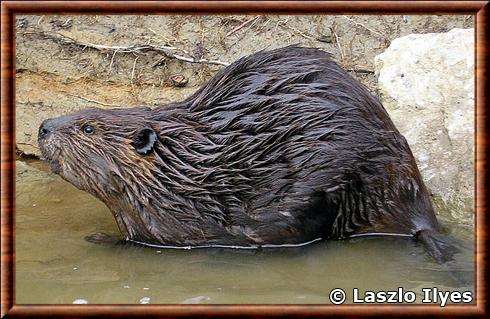 Castor du Canada (Castor canadensis)