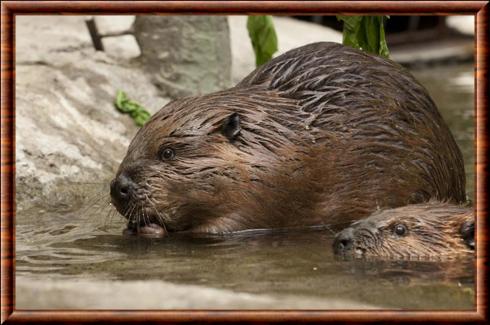 Castor-zoo-de-l-oregon.jpg