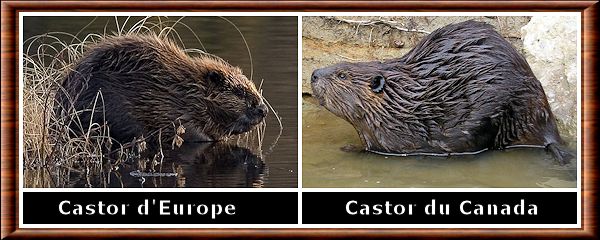 Castor (genre)