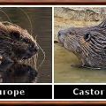 Castor