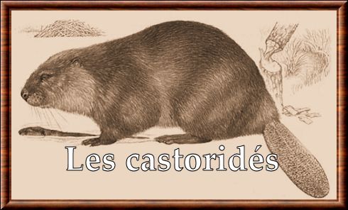 Castoridae