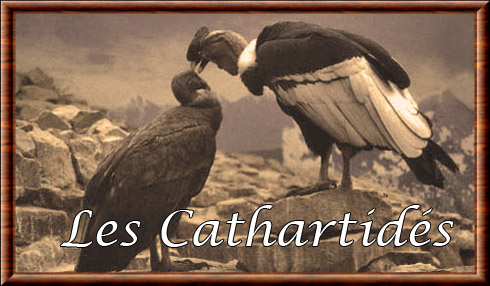 Cathartidae