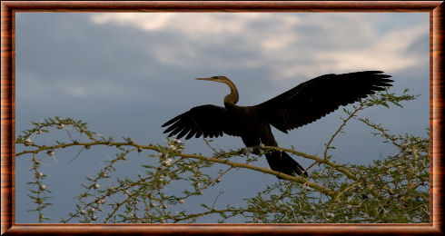 Anhinga roux