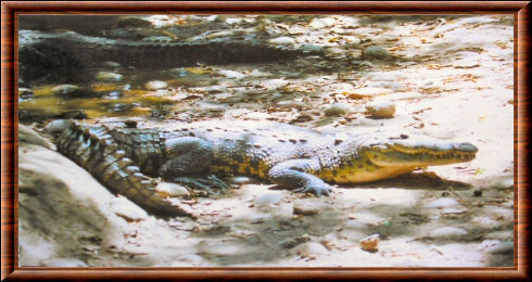 Crocodile du Siam