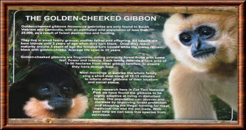 gibbon à joues jaunes