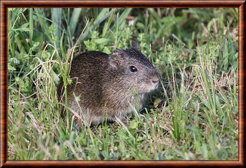 Cavia aperea pamparum