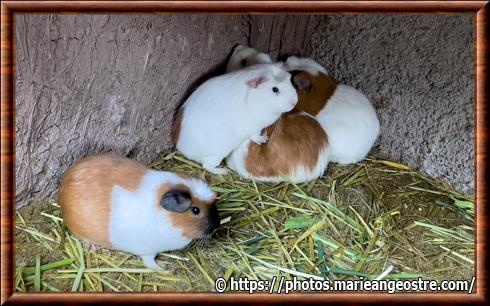 Cavia aperea porcellus