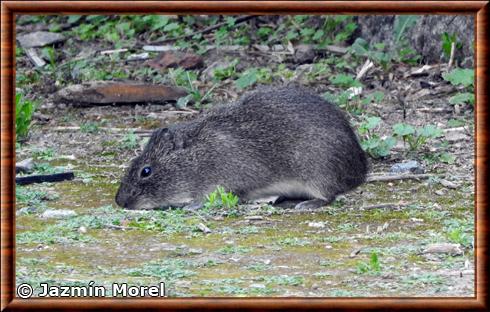 Cavia aperea