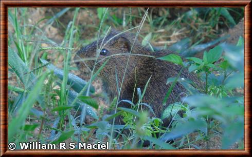 Cavia fulgida