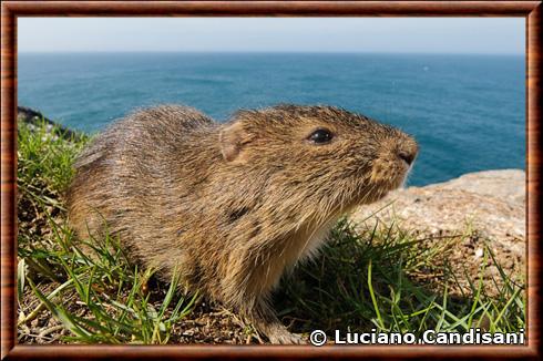 Cavia intermedia