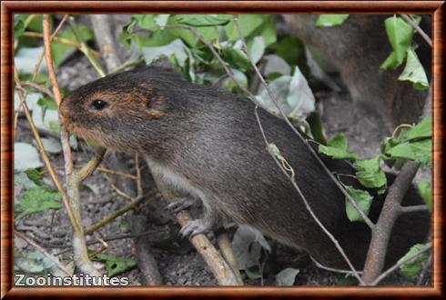 Cavia magna