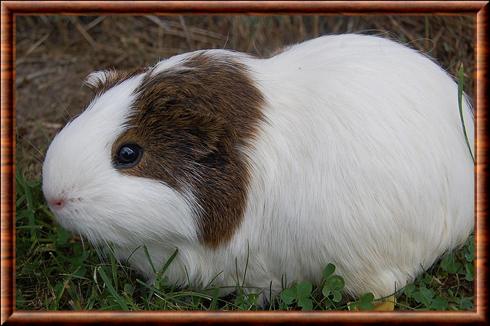  Cochon d'Inde (FOCUS ANIMAUX DOMESTIQUES) (French