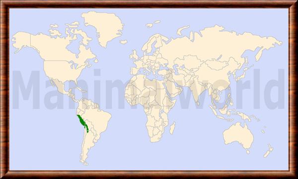 Cavia tschudii carte repartition