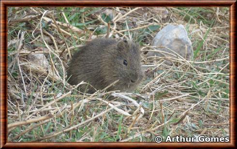 Cavia tschudii