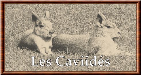 Caviidae