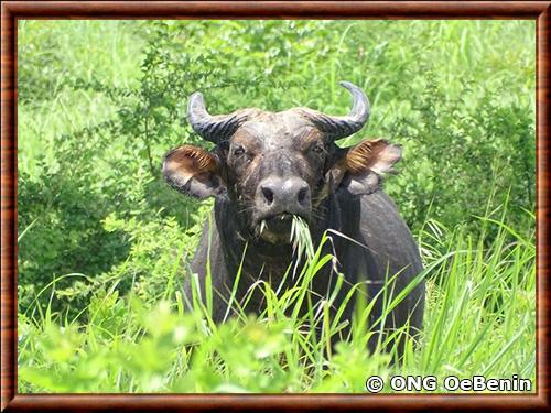 Central African Buffalo