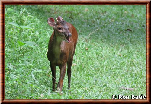 Central American red brocket Mazama temama