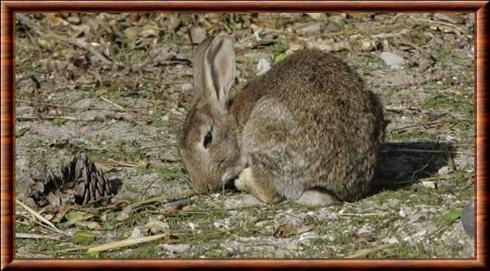Central African rabbit