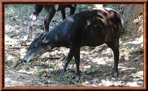 cephalophe a dos jaune Atlanta zoo.jpg