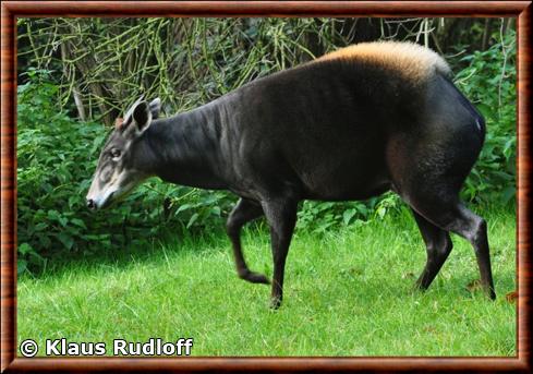 Cephalophe a dos jaune zoo de Nuremberg.jpg