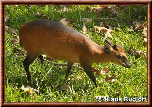 Cephalophe a flancs roux parc animalier de San Diego.jpg