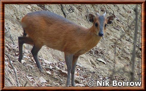 Cephalophe a flancs roux (Cephalophus rufilatus)