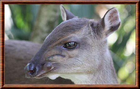 Cephalophe bleu portrait