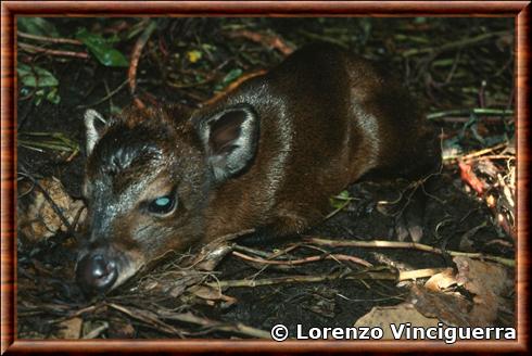 Cephalophe d'Abbott juvenile.jpg