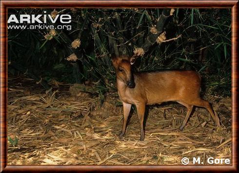 Cephalophe d'Ogilby (Cephalophus ogilbyi)