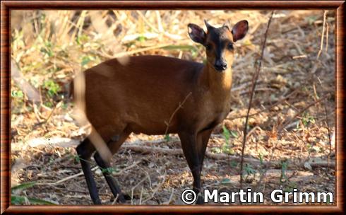 Cephalophe de Harvey