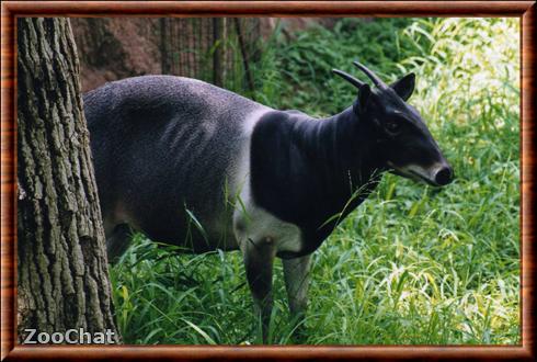 Cephalophe de Jentink Gladys Porter Zoo.jpg