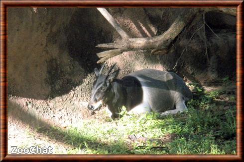 Cephalophe de Jentink (Cephalophus jentinki)