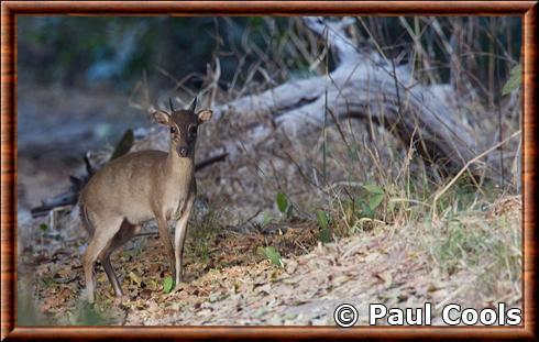 Cephalophe de Maxwell parc national Abuko