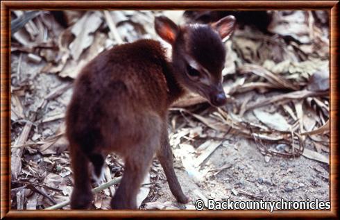 Cephalophe de Maxwell juvenile.jpg