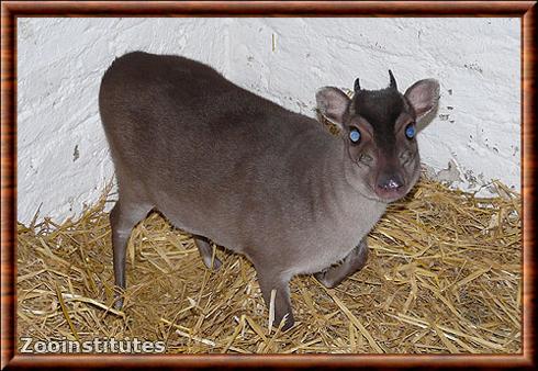 Cephalophe de Maxwell zoo d'Anvers.jpg