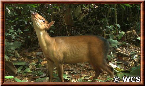 Cephalophe de Peter (Cephalophus callipygus)