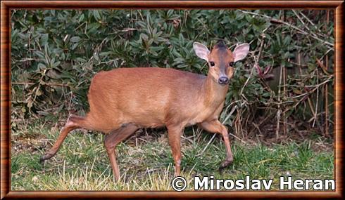 Cephalophe du Natal Zoo Dvur Kralove.jpg