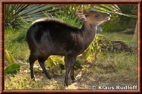 Cephalophe noir San Diego Safari Park.jpg